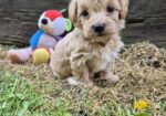 Mini maltipoo
