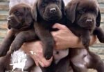 Labrador Retriver štenci, čokoladni