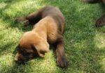 Čokoladni labrador