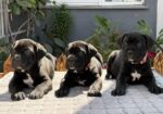 Crni Cane Corso štenci – rezervacije u toku