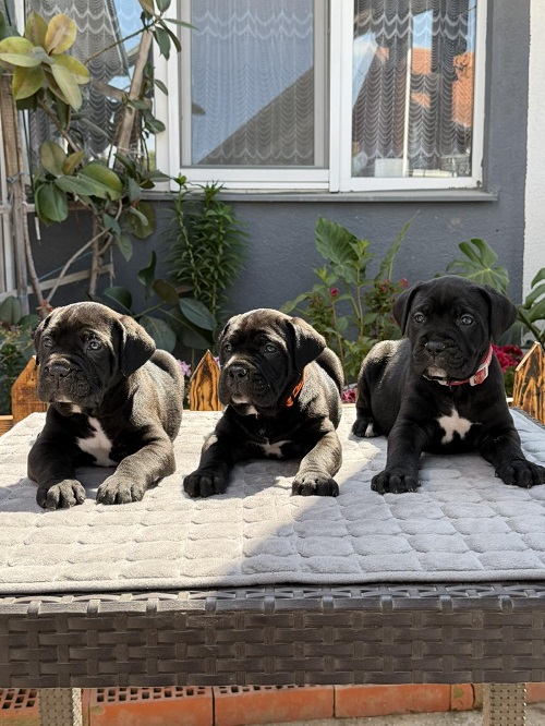 Crni Cane Corso štenci – rezervacije u toku