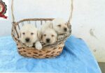 Stenci LABRADOR retrivera