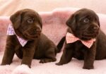 LABRADOR retriver, čokoladni štenci