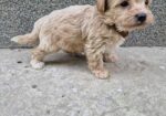 Mini maltipoo