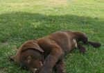 Čokoladni labrador