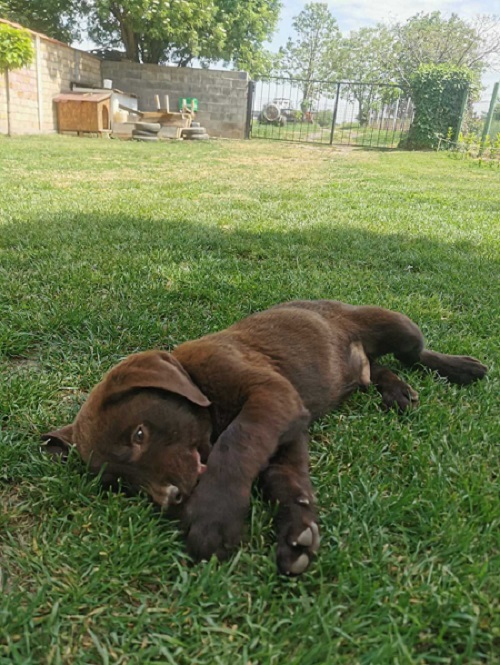 Čokoladni labrador