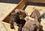 American bully exzotik-mikro štenci