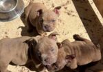 American bully exzotik-mikro štenci