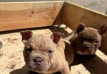 American bully exzotik-mikro štenci