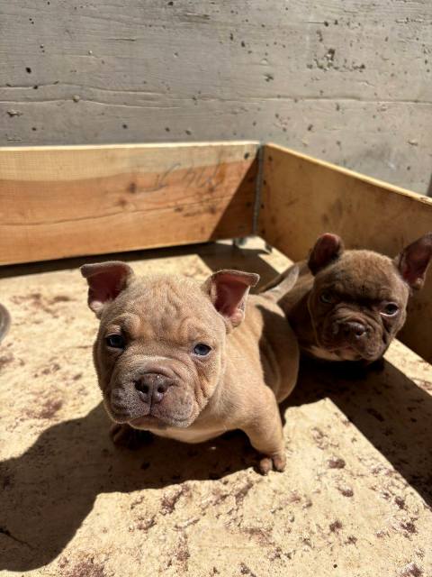 American bully exzotik-mikro štenci
