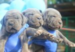 Cane Corso štenci