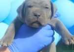 Cane Corso štenci