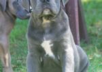 Cane Corso štenci