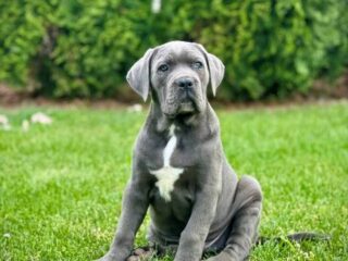 cane-corso-01