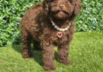 Cokoladne toy pudle