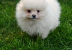 Pomeranski spic