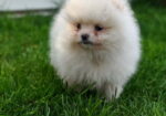 Pomeranski spic