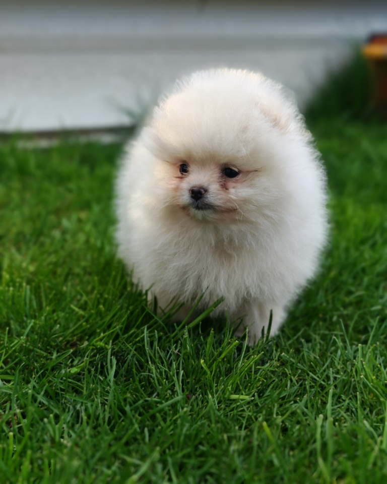 Pomeranski spic