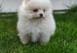 Pomeranski spic
