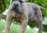 Cane Corso, štenci vrhunskog kvaliteta