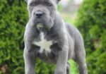Cane Corso, štenci vrhunskog kvaliteta