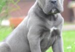 Cane Corso, štenci vrhunskog kvaliteta