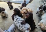 Lagotto Romagnolo štenci