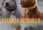 American pitbull terier