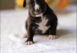 American pitbull terier