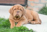 Stenci bordoske doge