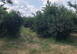 Na prodaju vrhunski voćnjak trešnje 3 ha – Kolari kod Smedereva