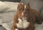 Muzjak -American Bully Exotic Merle