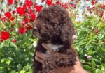 Lagoto Romanjolo (Lagotto Romagnolo)