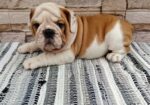 Engleski bulldog