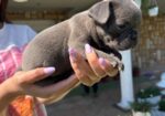 Francuski buldog štenci egzoticnih boja