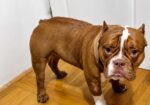 Muzjak -American Bully Exotic Merle