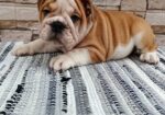 Engleski bulldog