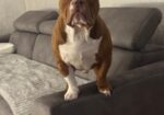 Muzjak -American Bully Exotic Merle