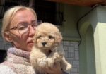 Maltipoo stenci