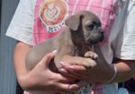 Francuski buldog štenci egzoticnih boja