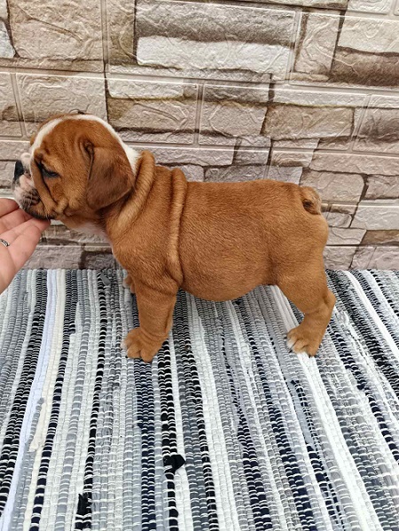 Engleski bulldog