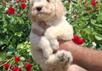 Lagoto Romanjolo (Lagotto Romagnolo)