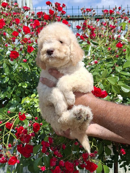 Lagoto Romanjolo (Lagotto Romagnolo)