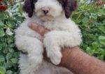 Lagoto Romanjolo (Lagotto Romagnolo)