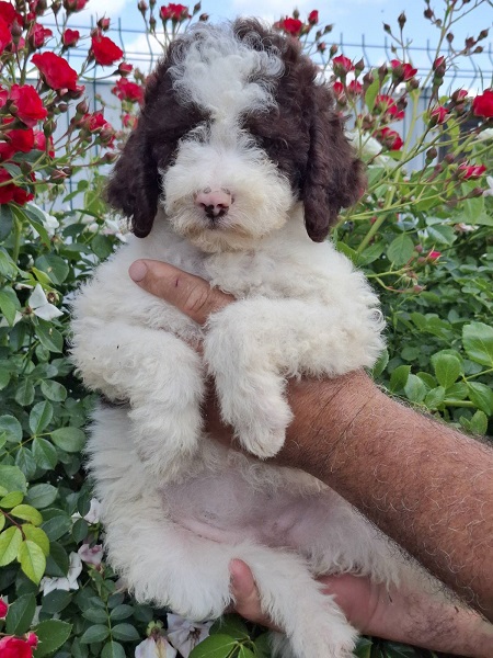 Lagoto Romanjolo (Lagotto Romagnolo)