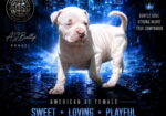 American bully štenci – vrhunski kvalitet