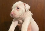American bully štenci – vrhunski kvalitet