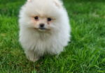 Pomeranski spic