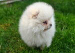 Pomeranski spic