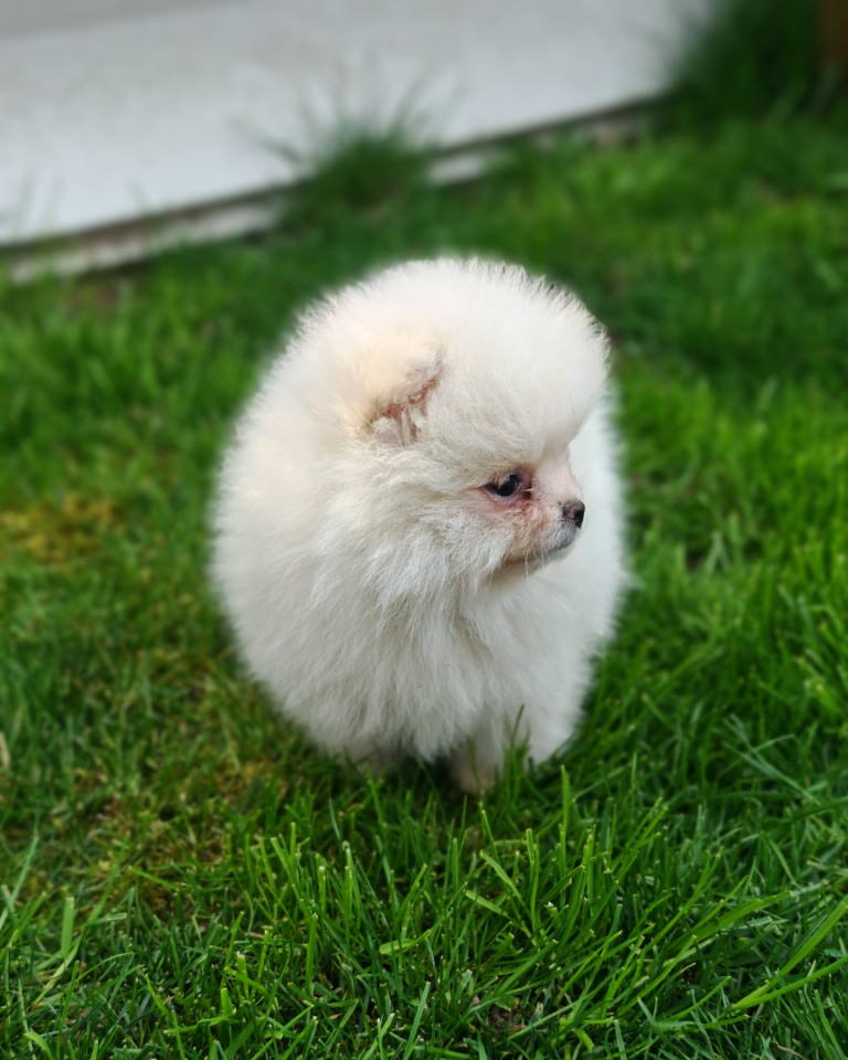 Pomeranski spic